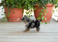 AKC Della, a female Poodle - Miniature  for sale in Campbell Hill, IL – Photo 6 of 6