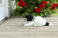 Yorick, a male Shihpoo for sale in Campbell Hill, IL – 2 of 5
