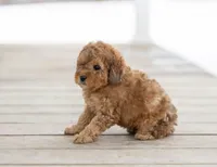 AKC Raine, a female Poodle - Miniature  for sale in Campbell Hill, IL – Photo 2 of 3