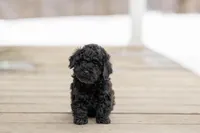 AKC Rosy, a female Poodle - Miniature  for sale in Campbell Hill, IL – Photo 2 of 3