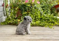AKC Riley, a female Poodle - Miniature  for sale in Campbell Hill, IL – 3 of 4