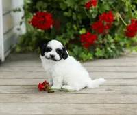 Yvonne, a female Shihpoo for sale in Campbell Hill, IL – 4 of 4