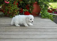 AKC Virgil, a male Bichon Frise for sale in Campbell Hill, IL – 4 of 5