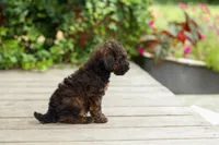 AKC Colby, a male Poodle - Miniature  for sale in Campbell Hill, IL – 3 of 7