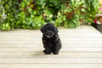 AKC Caitlyn, a female Poodle - Miniature  for sale in Campbell Hill, IL – 4 of 6