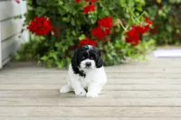 Yorick, a male Shihpoo for sale in Campbell Hill, IL – 4 of 5