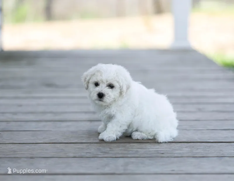 AKC Gunnison, a male Bichon Frise for sale in Campbell Hill, IL – Photo 1 of 4