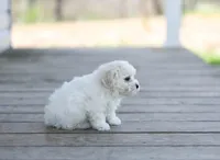 AKC Gunnison, a male Bichon Frise for sale in Campbell Hill, IL – Photo 2 of 4