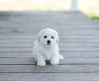 AKC Gunnison, a male Bichon Frise for sale in Campbell Hill, IL – Photo 3 of 4