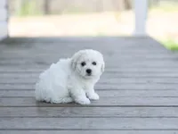 AKC Gunnison, a male Bichon Frise for sale in Campbell Hill, IL – Photo 4 of 4