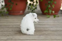 AKC Dawson, a male Poodle - Miniature  for sale in Campbell Hill, IL – Photo 5 of 5