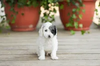 AKC Dawson, a male Poodle - Miniature  for sale in Campbell Hill, IL – Photo 2 of 5