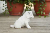 AKC Dawson, a male Poodle - Miniature  for sale in Campbell Hill, IL – Photo 3 of 5