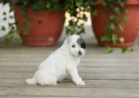 AKC Dawson, a male Poodle - Miniature  for sale in Campbell Hill, IL – Photo 4 of 5
