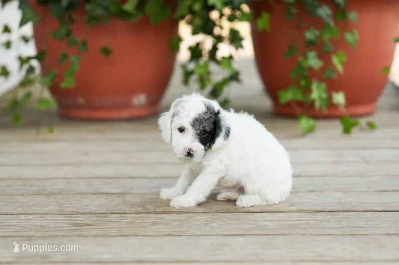AKC Dawson – Poodle - Miniature  puppy for sale in Campbell Hill, IL