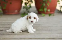 AKC Drystan , a male Poodle - Miniature  for sale in Campbell Hill, IL – Photo 3 of 4