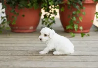 AKC Drystan , a male Poodle - Miniature  for sale in Campbell Hill, IL – Photo 2 of 4