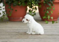 AKC Drystan , a male Poodle - Miniature  for sale in Campbell Hill, IL – Photo 4 of 4