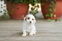 AKC Drystan , a male Poodle - Miniature  for sale in Campbell Hill, IL – Photo 1 of 4