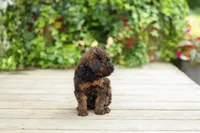 AKC Colby, a male Poodle - Miniature  for sale in Campbell Hill, IL – 4 of 7