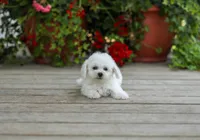 AKC Victor, a male Bichon Frise for sale in Campbell Hill, IL – 1 of 3