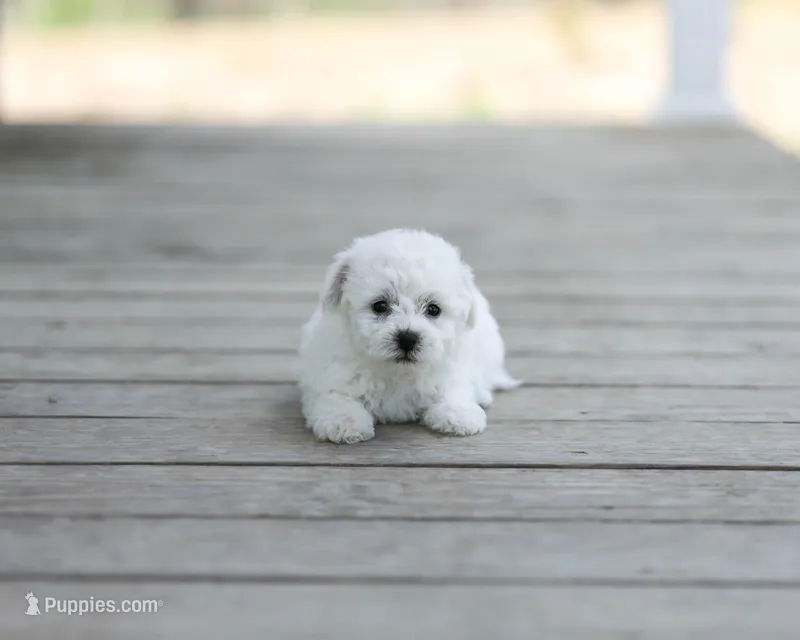 AKC Gavin – Bichon Frise puppy for sale in Campbell Hill, IL