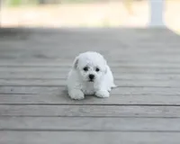 AKC Gavin, a male Bichon Frise for sale in Campbell Hill, IL – Photo 1 of 3