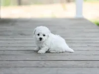 AKC Gavin, a male Bichon Frise for sale in Campbell Hill, IL – Photo 3 of 3