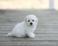 AKC Gavin, a male Bichon Frise for sale in Campbell Hill, IL – Photo 2 of 3
