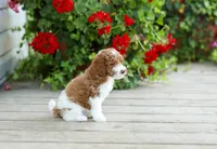 AKC Winston, a male Poodle - Miniature  for sale in Campbell Hill, IL – 2 of 4