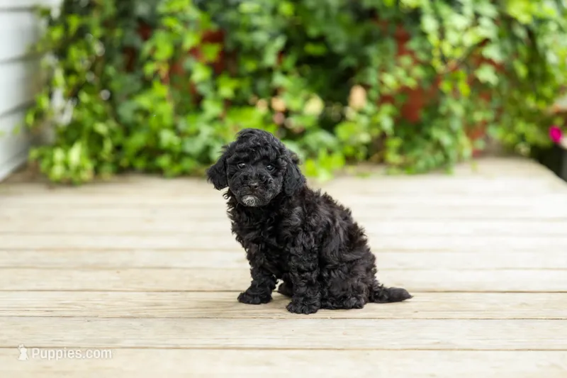 AKC Caitlyn – Poodle - Miniature  puppy for sale in Campbell Hill, IL