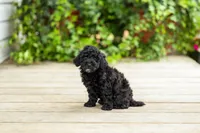 AKC Caitlyn, a female Poodle - Miniature  for sale in Campbell Hill, IL – 1 of 6