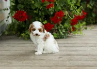 AKC Wyatt, a male Poodle - Miniature  for sale in Campbell Hill, IL – 2 of 4