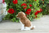 AKC Winston, a male Poodle - Miniature  for sale in Campbell Hill, IL – 3 of 4
