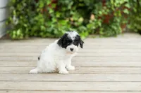 AKC Carlyle, a female Poodle - Miniature  for sale in Campbell Hill, IL – 2 of 7