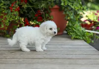 AKC Verna, a female Bichon Frise for sale in Campbell Hill, IL – 3 of 3