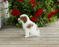 AKC Wyatt, a male Poodle - Miniature  for sale in Campbell Hill, IL – 3 of 4