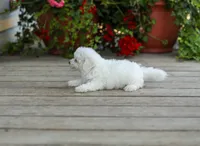 AKC Virgil, a male Bichon Frise for sale in Campbell Hill, IL – 3 of 5