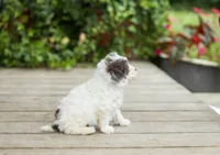 AKC Collin, a male Poodle - Miniature  for sale in Campbell Hill, IL – 2 of 5