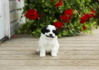 Yvonne, a female Shihpoo for sale in Campbell Hill, IL – 1 of 4