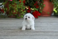 AKC Vicky, a female Bichon Frise for sale in Campbell Hill, IL – 3 of 4