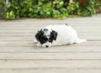 AKC Carlyle, a female Poodle - Miniature  for sale in Campbell Hill, IL – 5 of 7