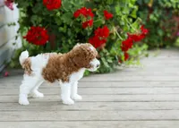 AKC Winston, a male Poodle - Miniature  for sale in Campbell Hill, IL – 4 of 4
