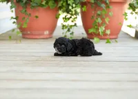 AKC Desiree, a female Poodle - Miniature  for sale in Campbell Hill, IL – Photo 3 of 6