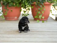 AKC Desiree, a female Poodle - Miniature  for sale in Campbell Hill, IL – Photo 5 of 6