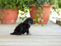 AKC Desiree, a female Poodle - Miniature  for sale in Campbell Hill, IL – Photo 4 of 6