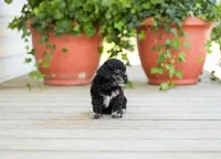 AKC Desiree, a female Poodle - Miniature  for sale in Campbell Hill, IL – Photo 2 of 6