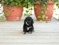 AKC Desiree, a female Poodle - Miniature  for sale in Campbell Hill, IL – Photo 1 of 6