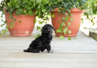 AKC Desiree, a female Poodle - Miniature  for sale in Campbell Hill, IL – Photo 6 of 6