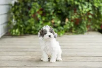 AKC Collin, a male Poodle - Miniature  for sale in Campbell Hill, IL – 1 of 5